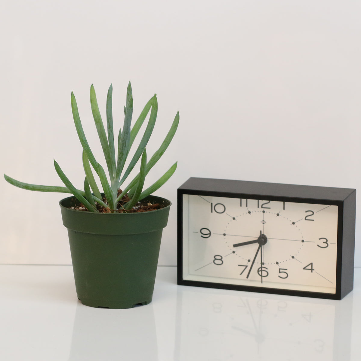 Blue Chalksticks Succulent