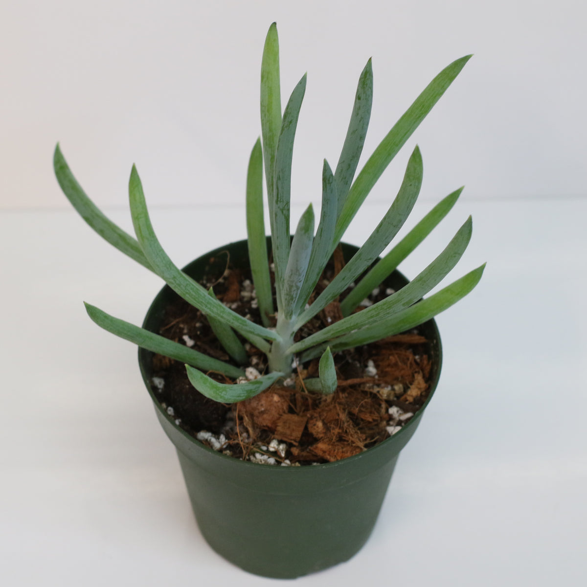 Blue Chalksticks Succulent