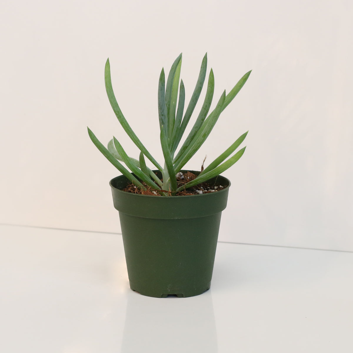 Blue Chalksticks Succulent