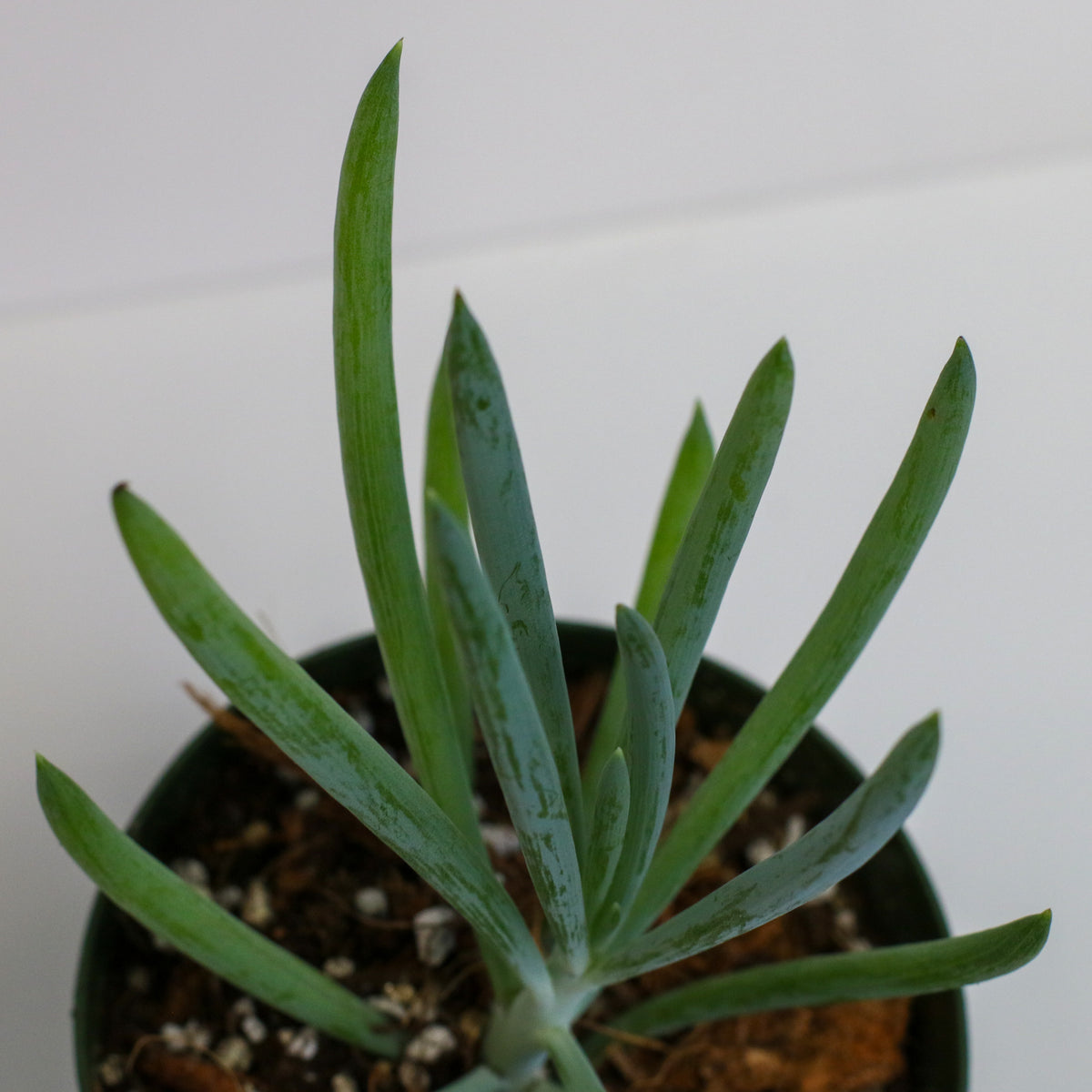 Blue Chalksticks Succulent