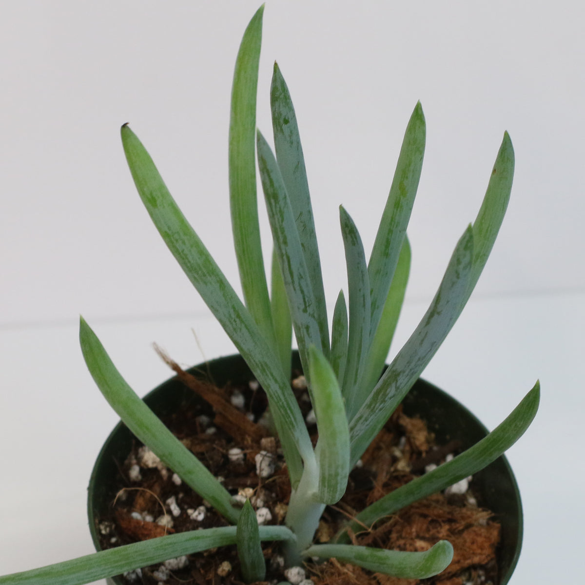 Blue Chalksticks Succulent