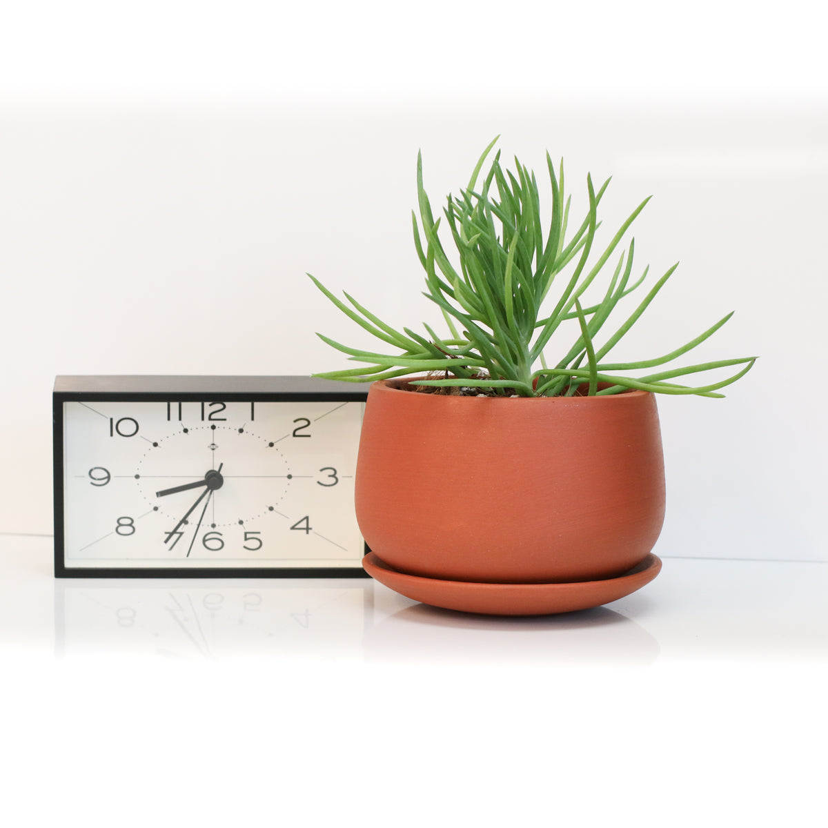 Blue Chalksticks Succulent