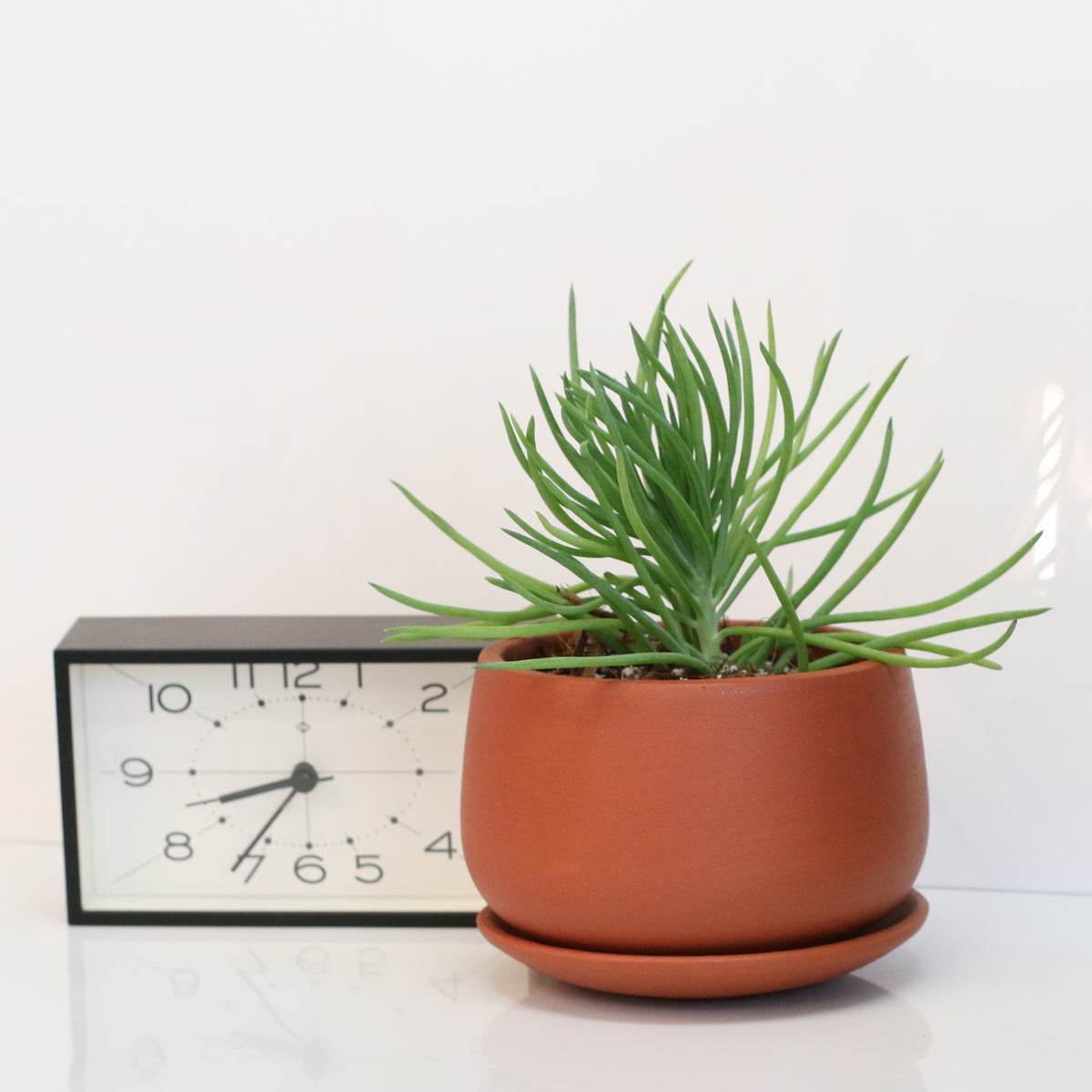 Blue Chalksticks Succulent