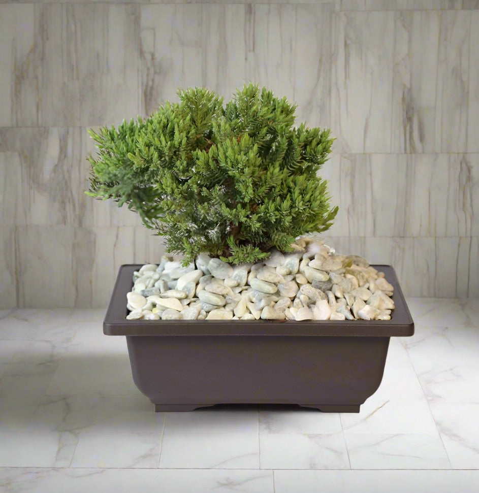 Bonsai Japanese Juniper