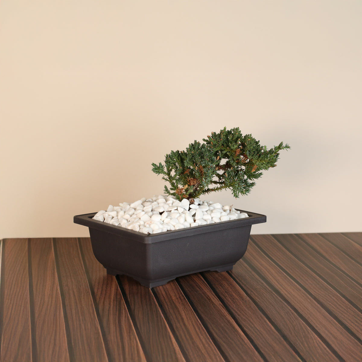 Bonsai Japanese Juniper