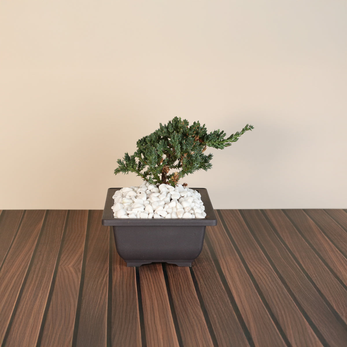 Bonsai Juniper Tree
