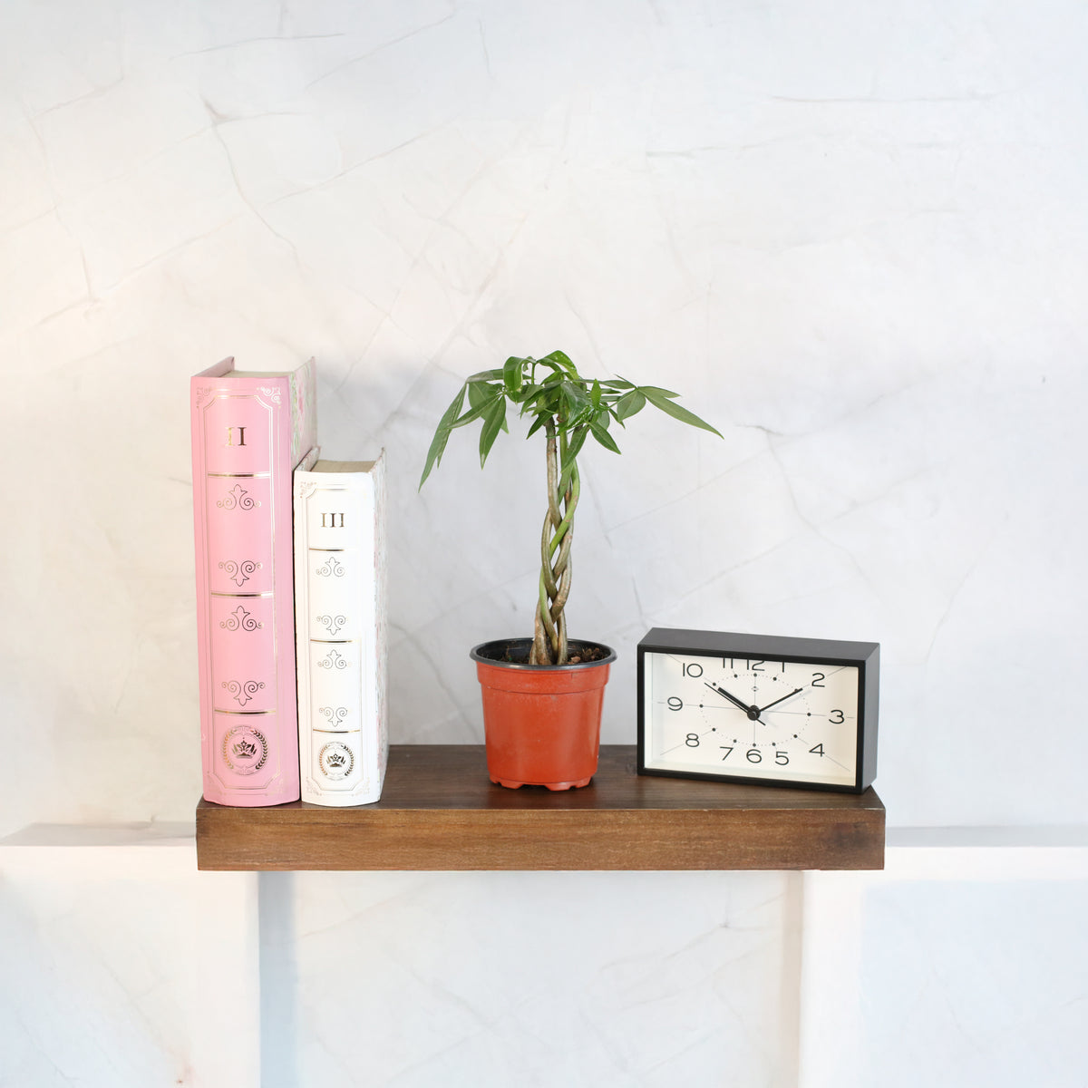 Lucky Braided Money Tree Plant