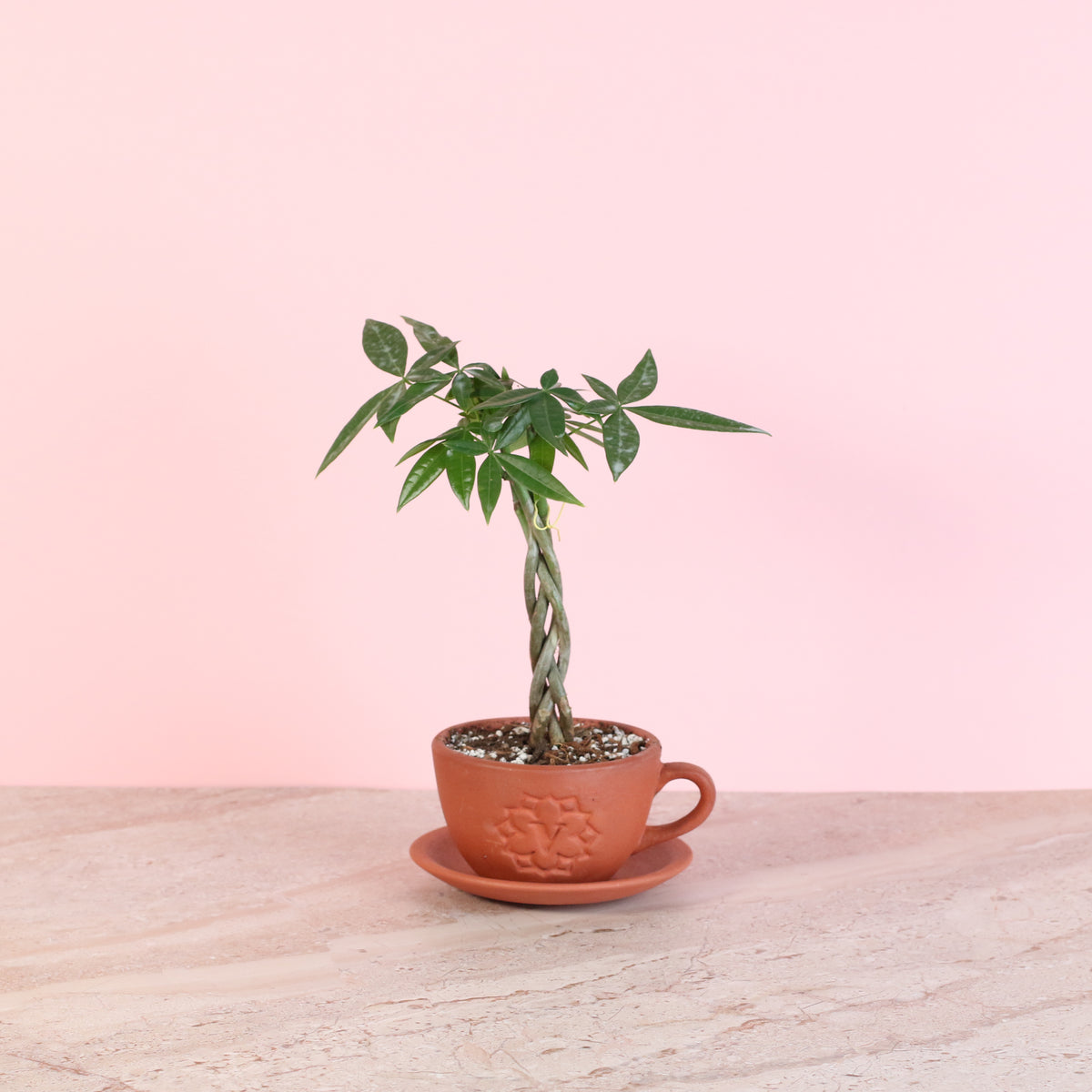 Lucky Braided Money Tree Plant