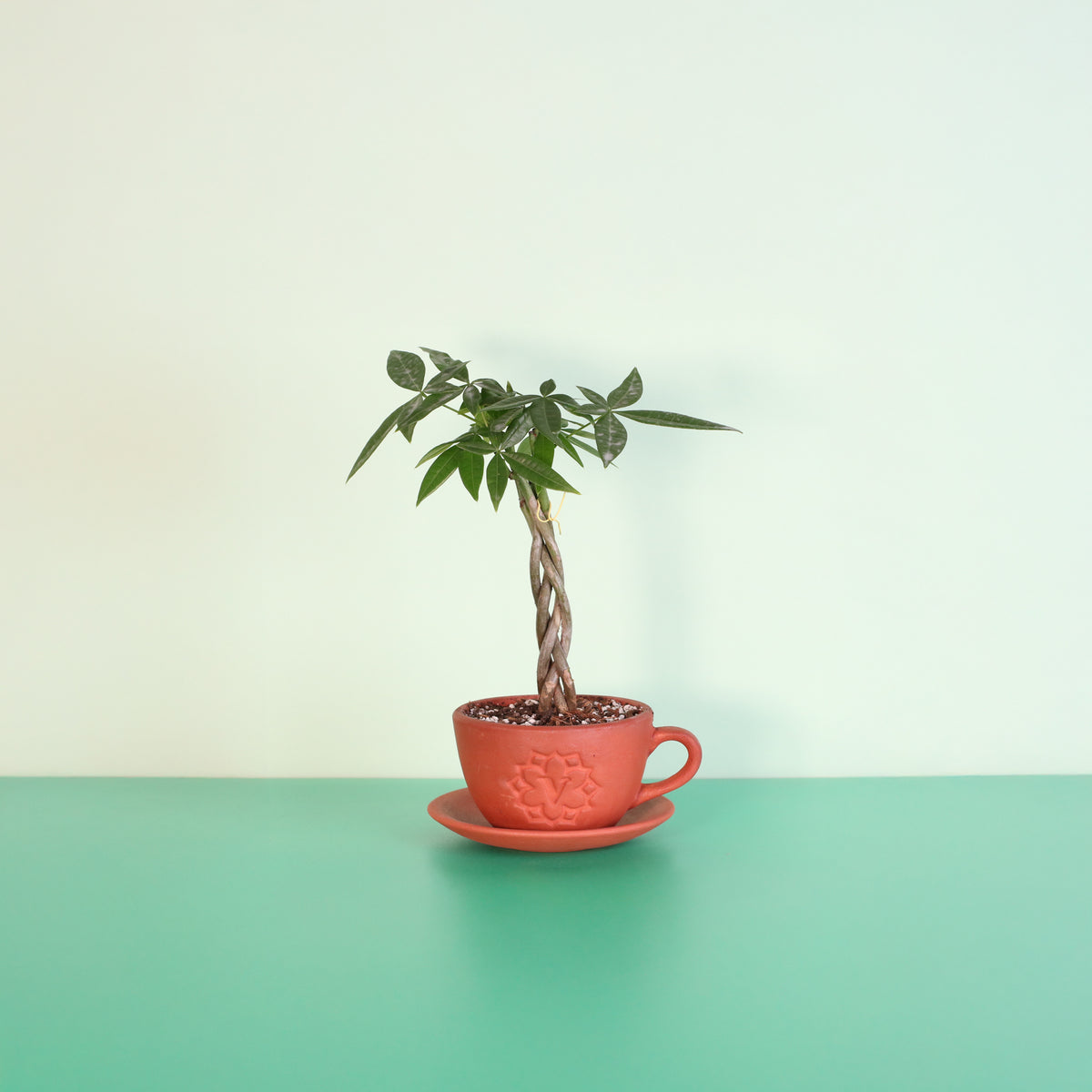 Lucky Braided Money Tree Plant