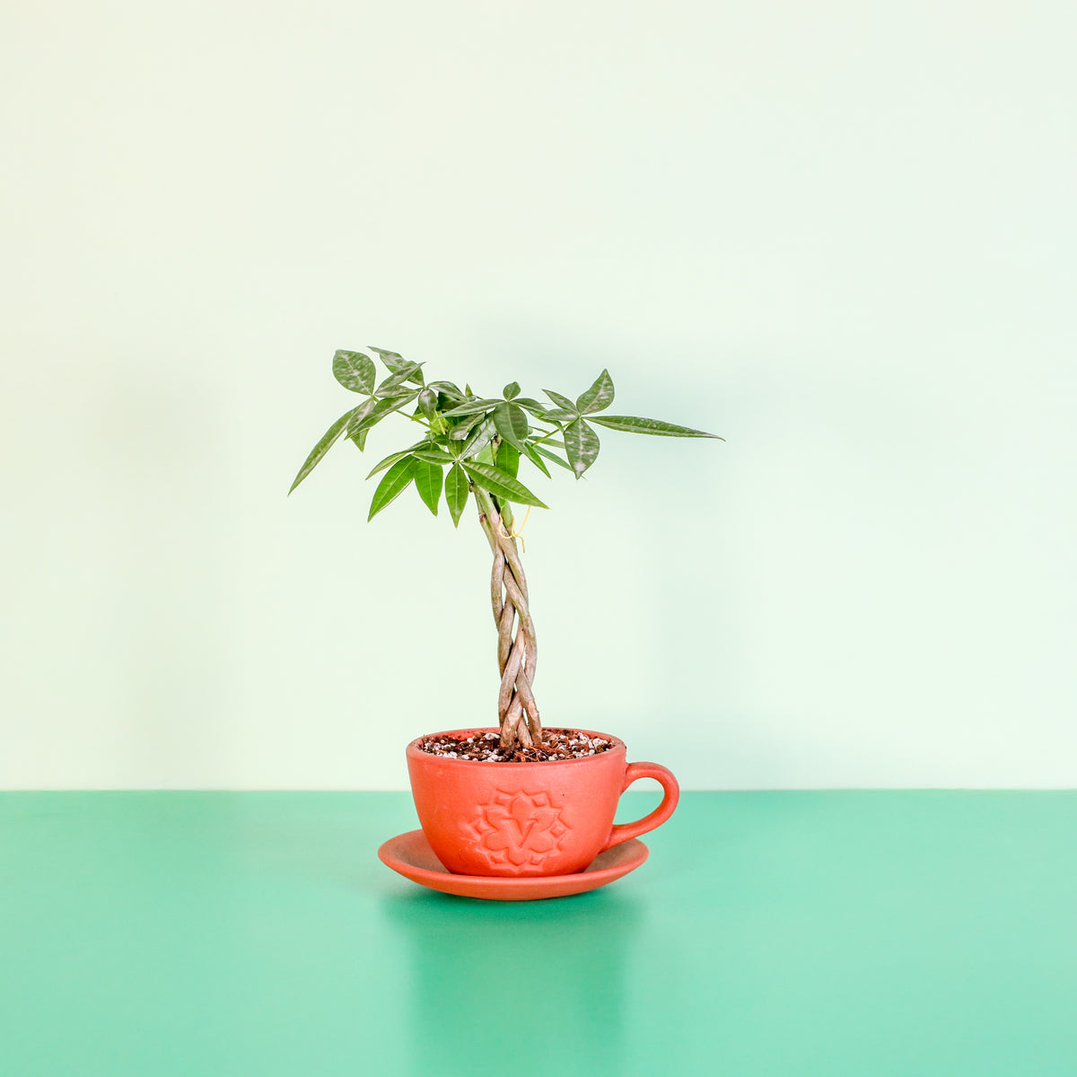 Lucky Braided Money Tree Plant