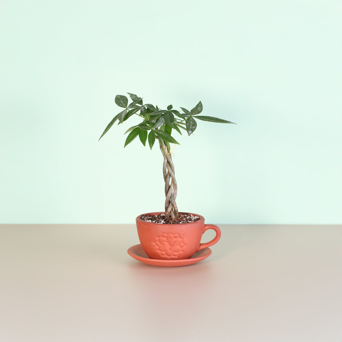 Lucky Braided Money Tree Plant