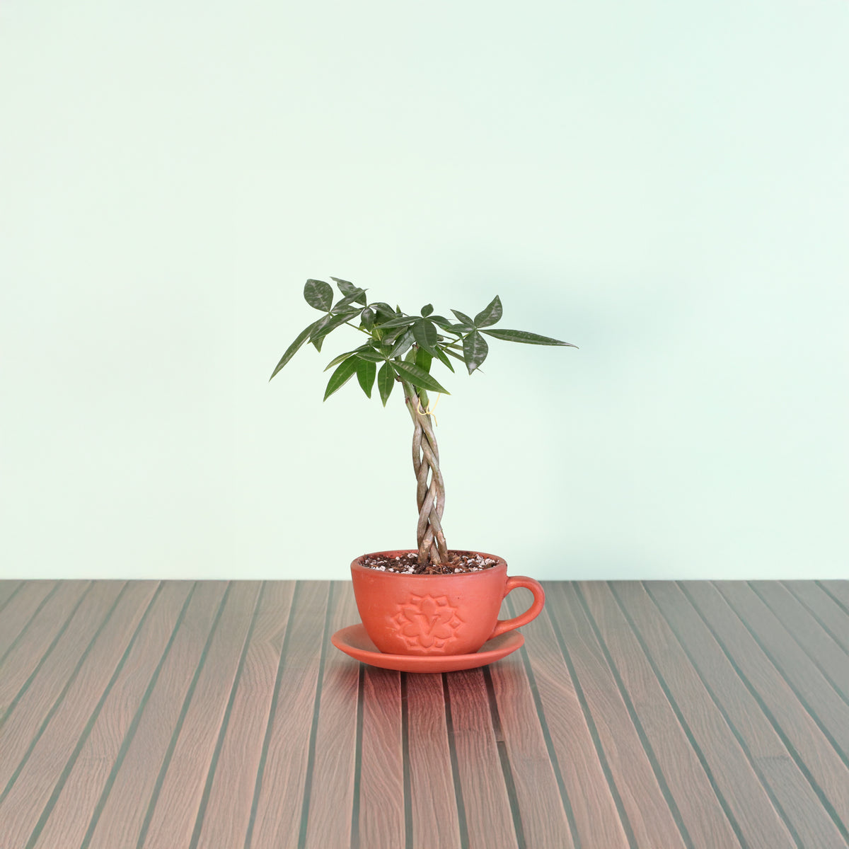 Lucky Braided Money Tree Plant