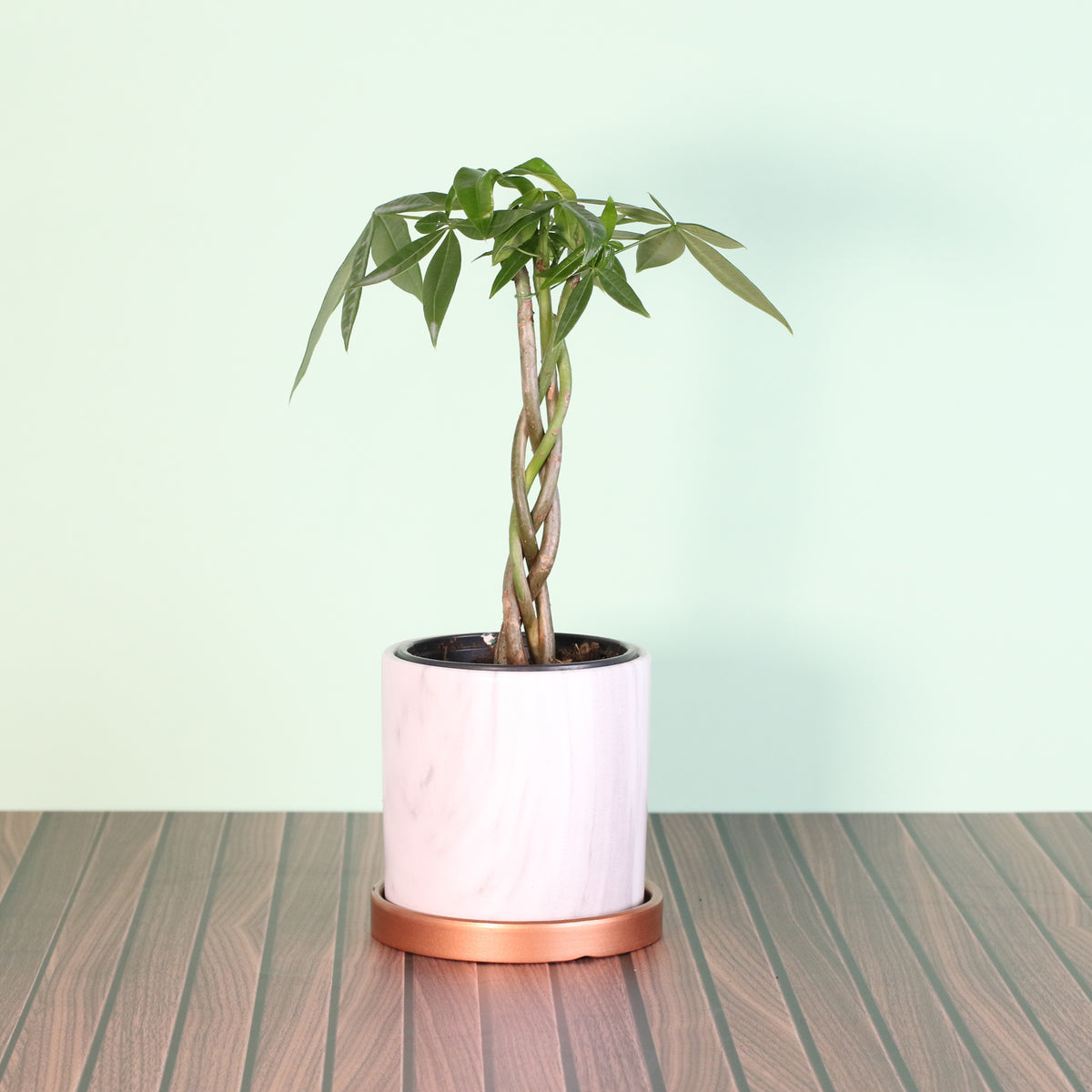 Lucky Braided Money Tree Plant