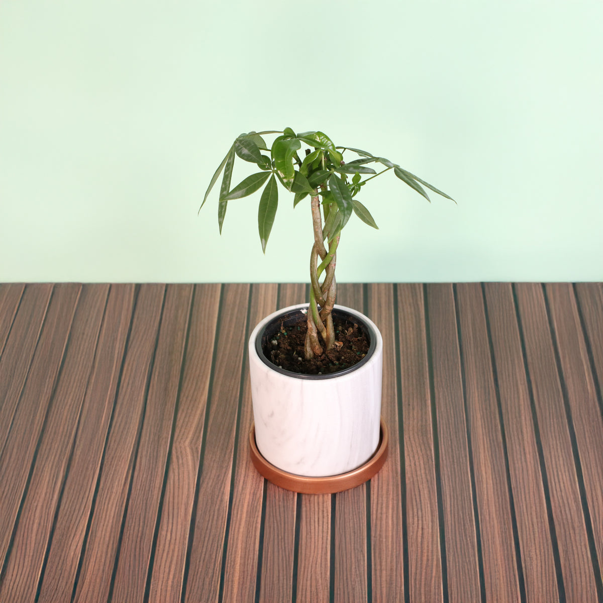 Lucky Braided Money Tree Plant