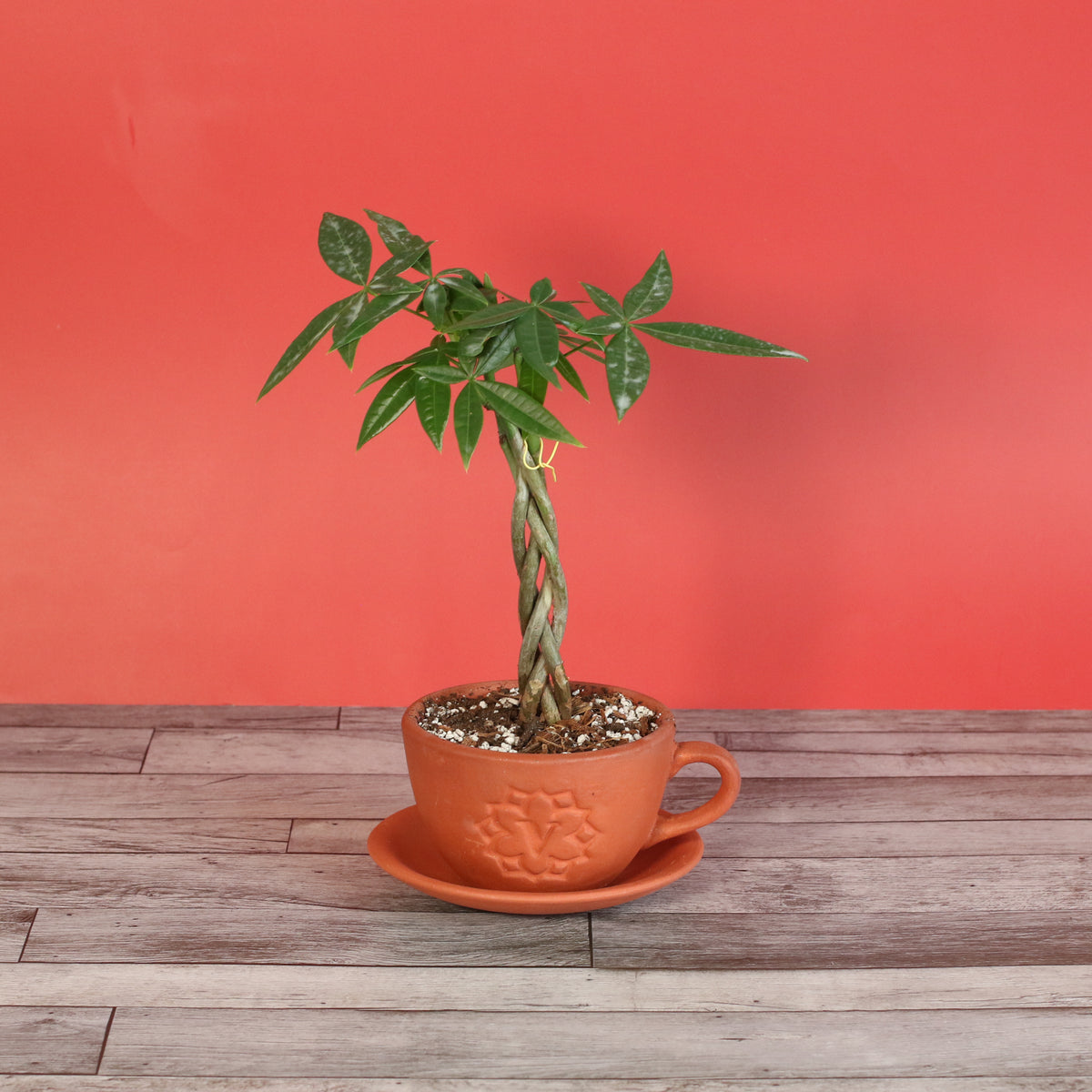 Lucky Braided Money Tree Plant
