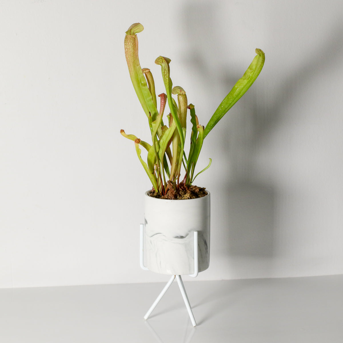 Sarracenia BUG BAT Trumpet Pitcher Carnivorous Plant