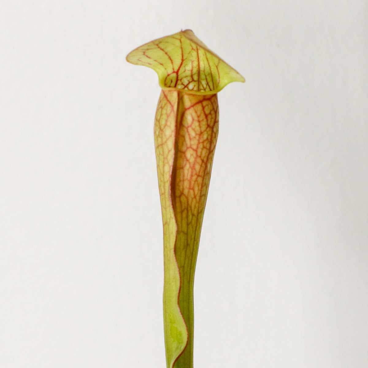 Sarracenia BUG BAT Trumpet Pitcher Carnivorous Plant