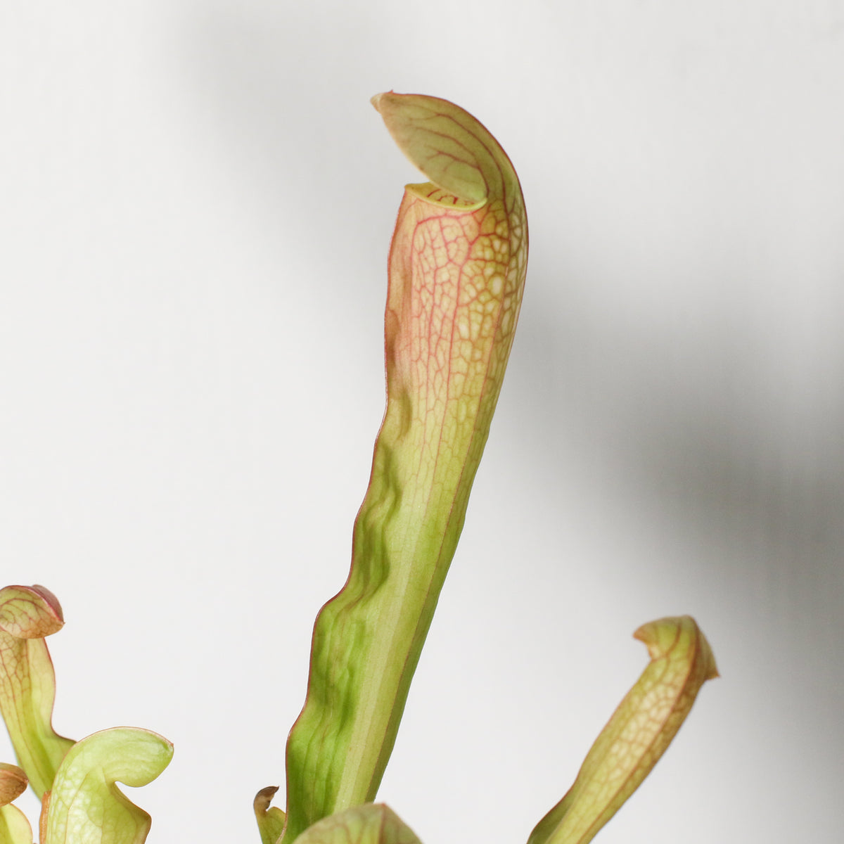 Sarracenia BUG BAT Trumpet Pitcher Carnivorous Plant