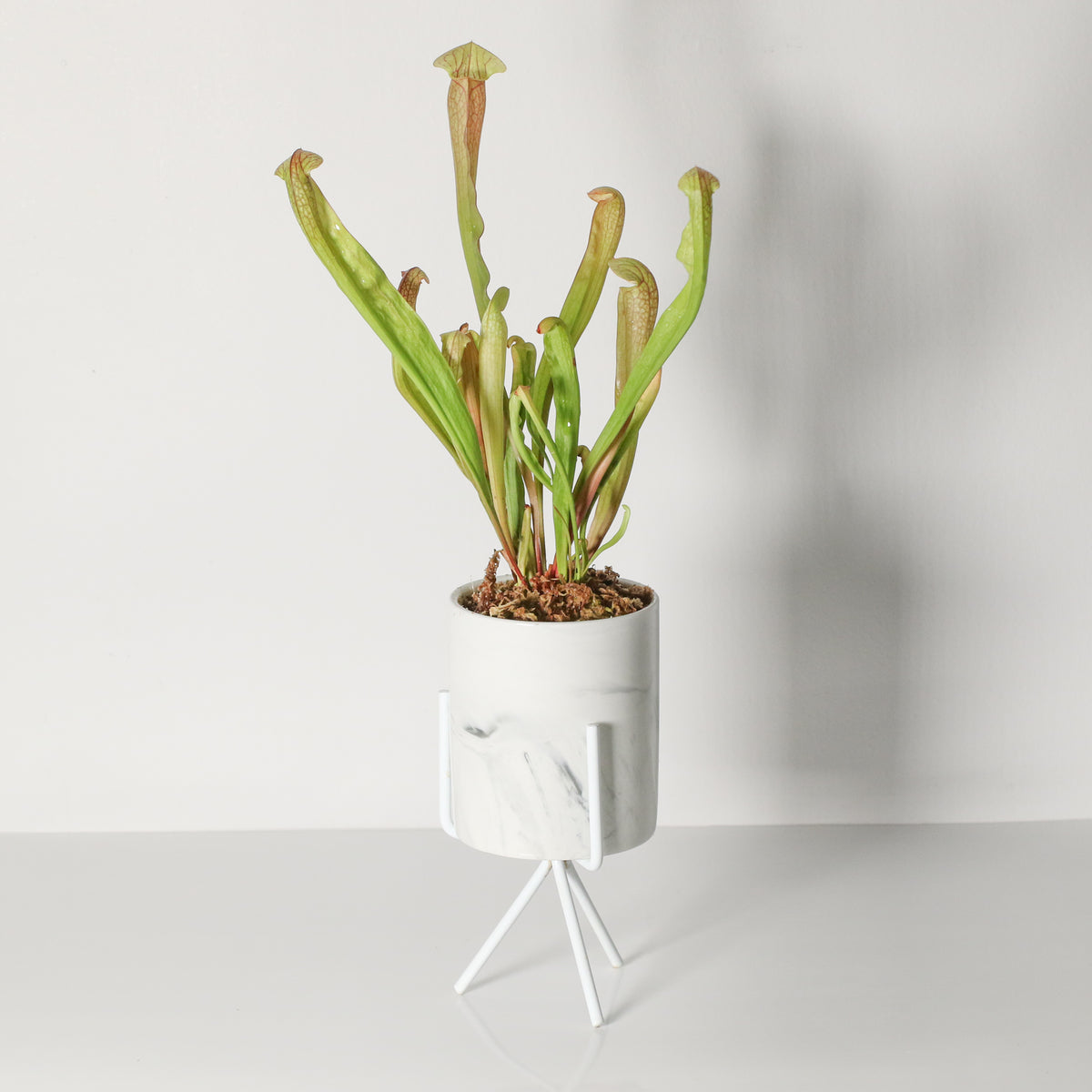 Sarracenia BUG BAT Trumpet Pitcher Carnivorous Plant