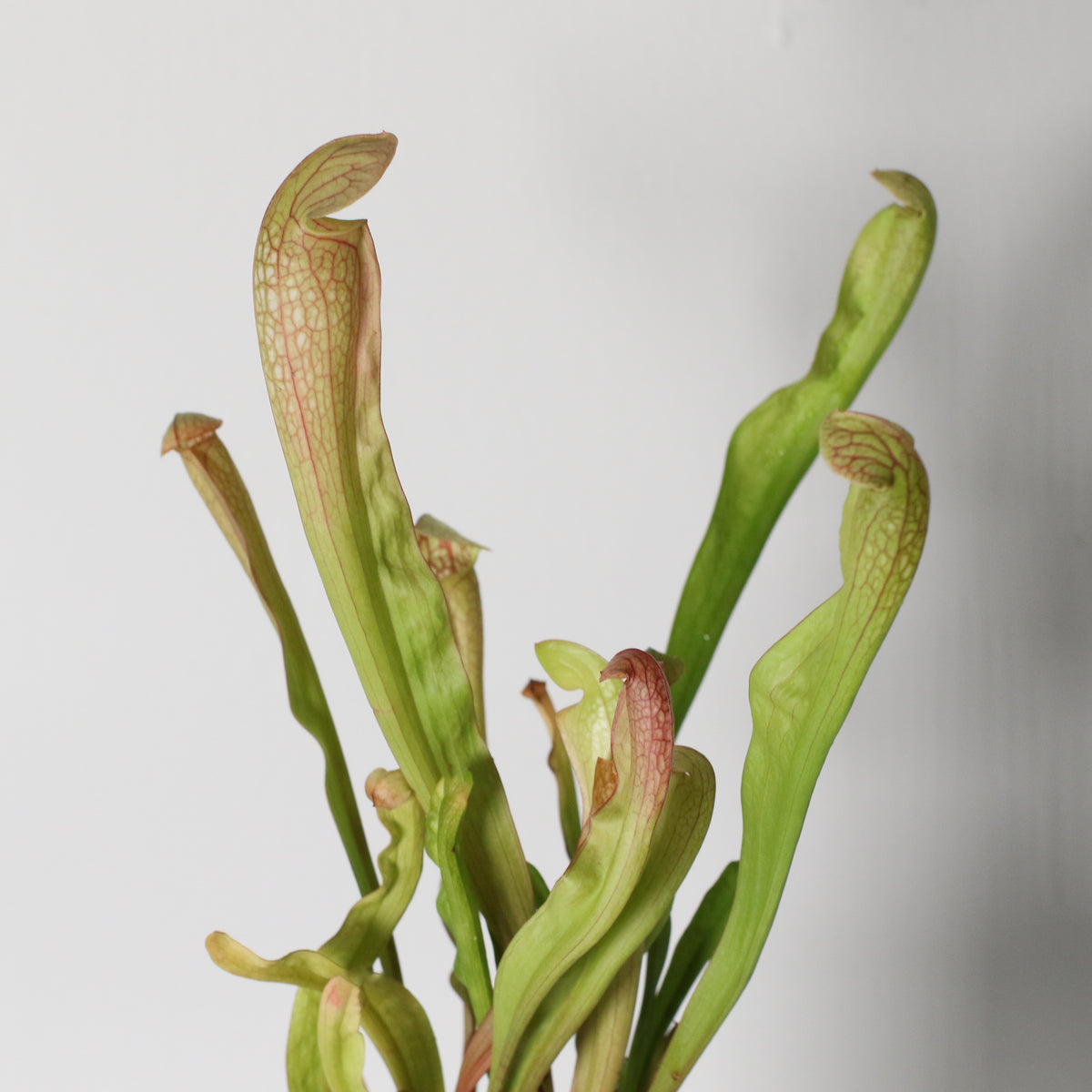 Sarracenia BUG BAT Trumpet Pitcher Carnivorous Plant