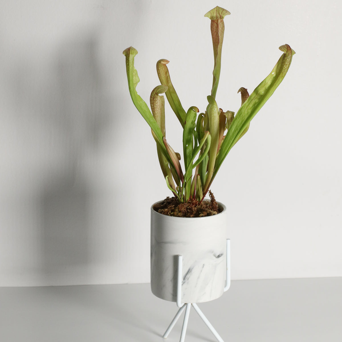 Sarracenia BUG BAT Trumpet Pitcher Carnivorous Plant