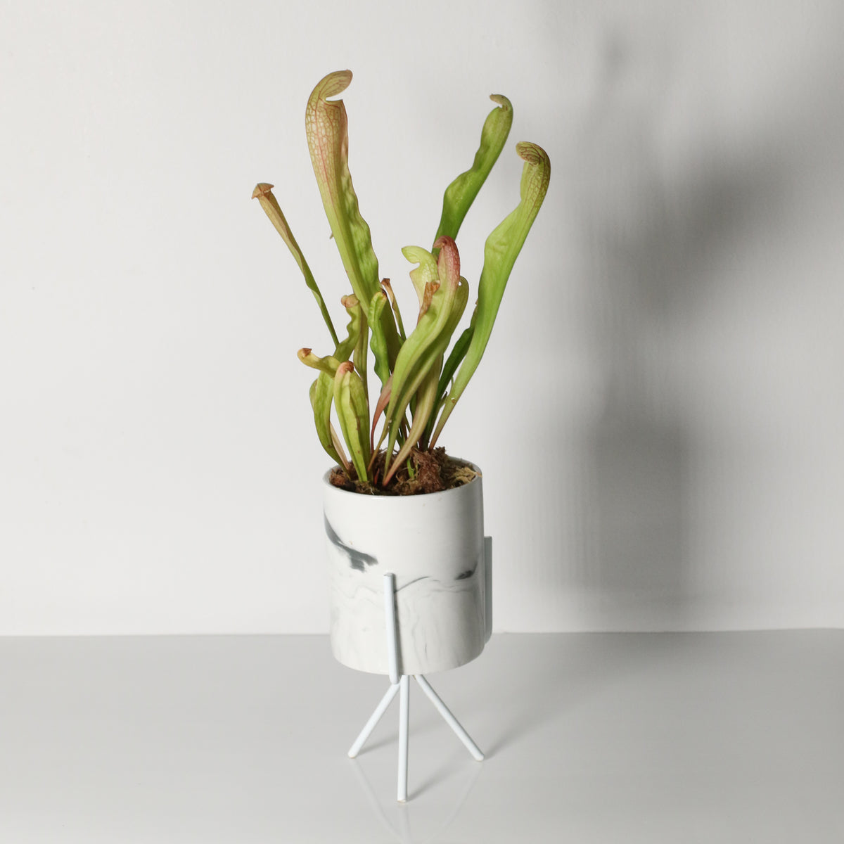 Sarracenia BUG BAT Trumpet Pitcher Carnivorous Plant