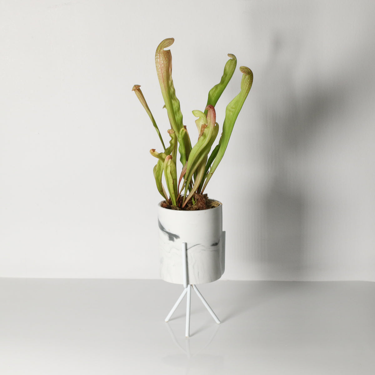 Sarracenia BUG BAT Trumpet Pitcher Carnivorous Plant