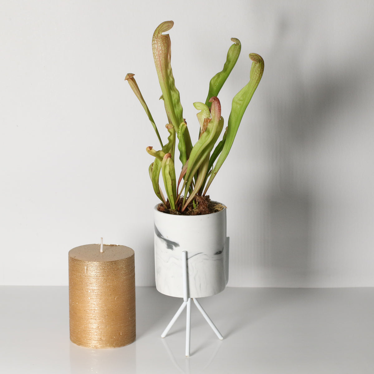 Sarracenia BUG BAT Trumpet Pitcher Carnivorous Plant