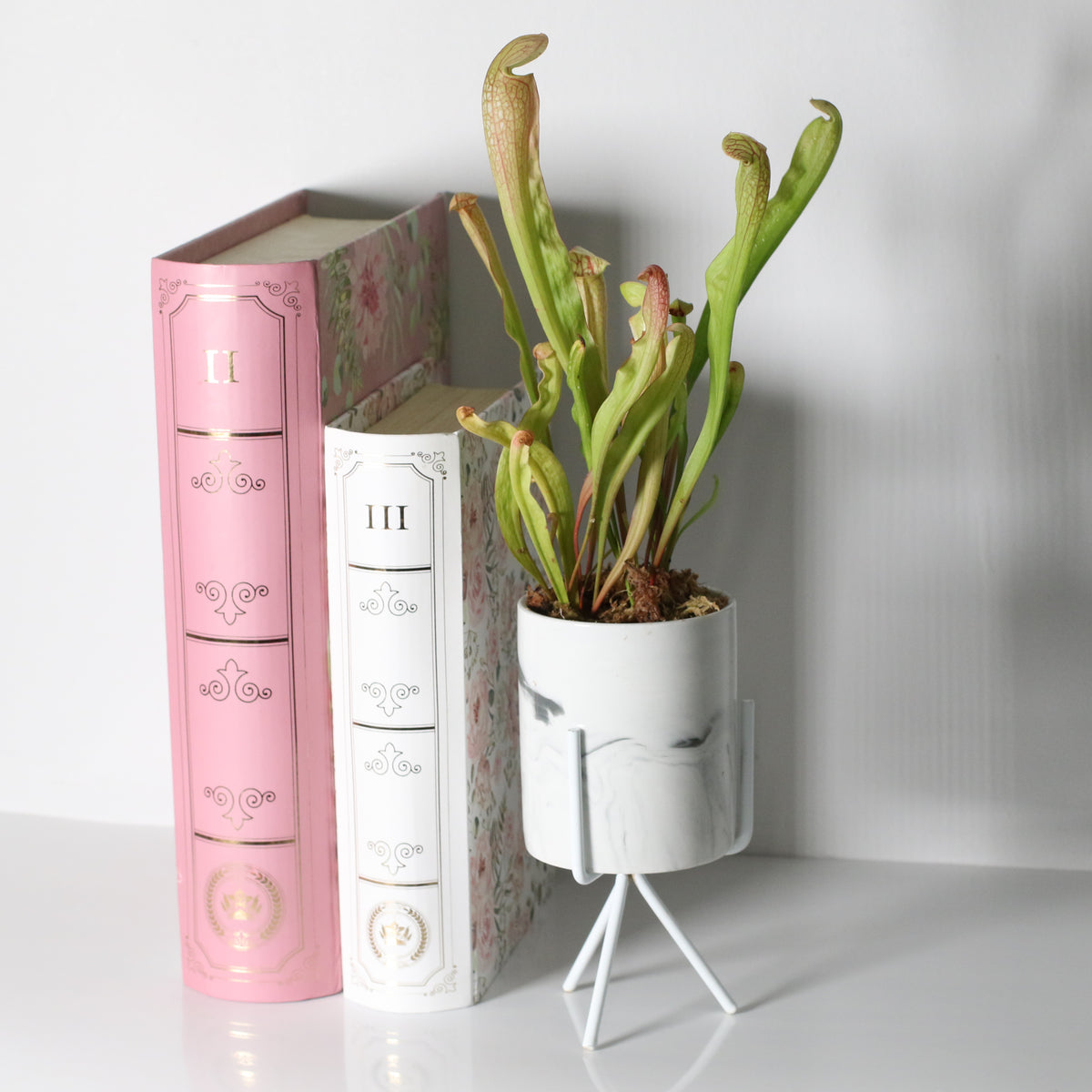 Sarracenia BUG BAT Trumpet Pitcher Carnivorous Plant