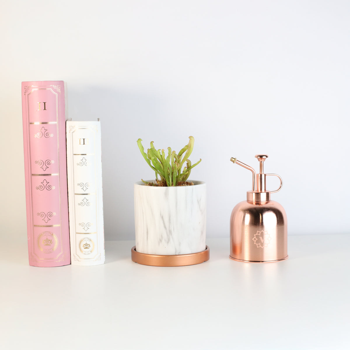 Sarracenia Bug Bat in Daphne 4.5" Ceramic Planter.