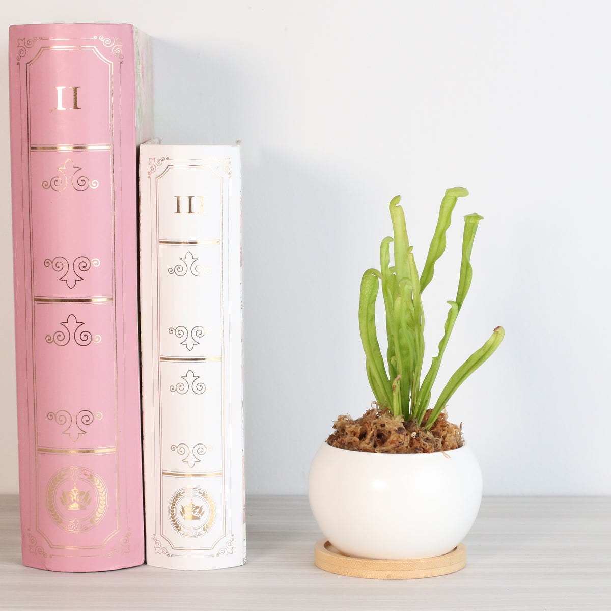 Sarracenia BUG BAT Trumpet Pitcher Carnivorous Plant