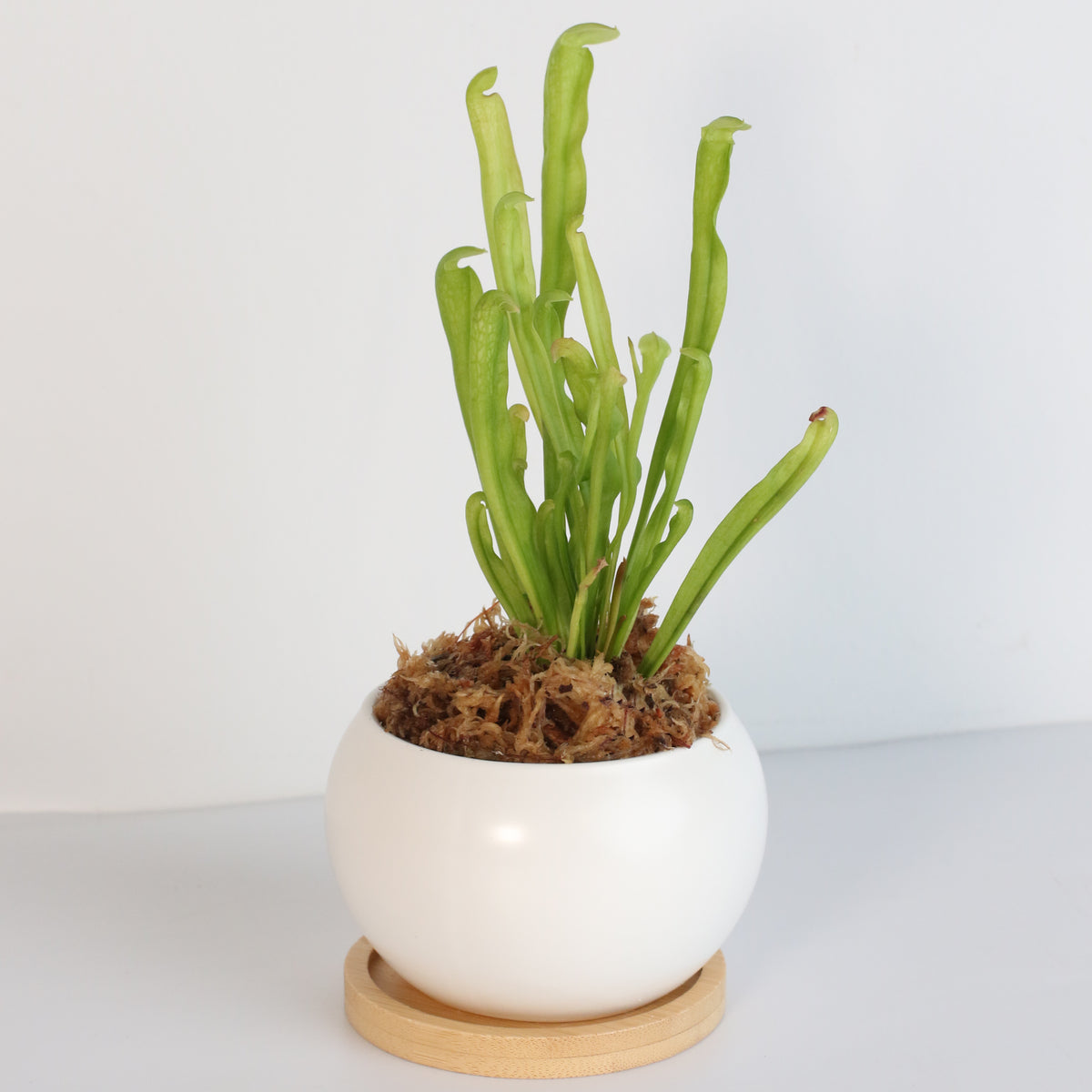 Sarracenia BUG BAT Trumpet Pitcher Carnivorous Plant