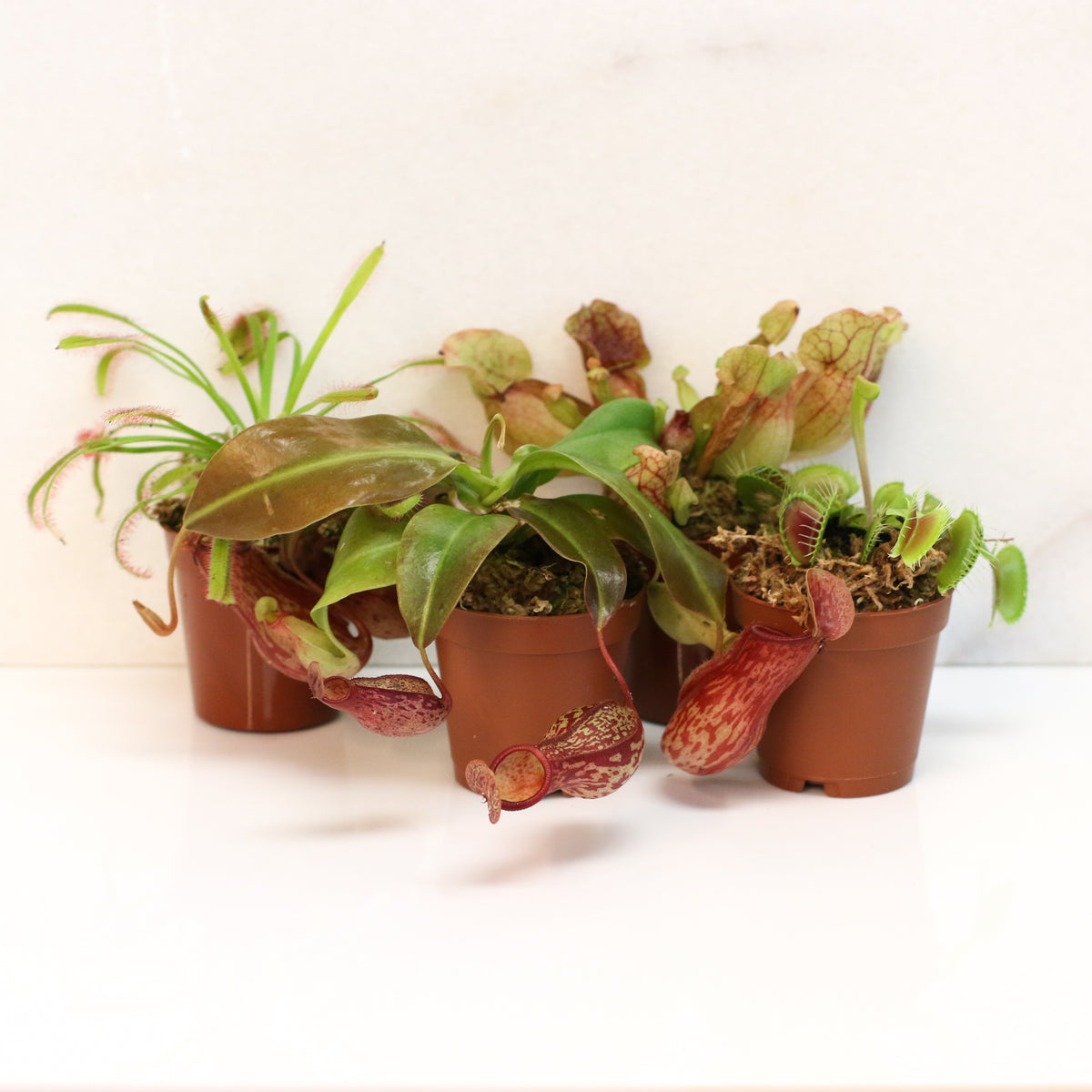 Carnivorous Plant Bundle