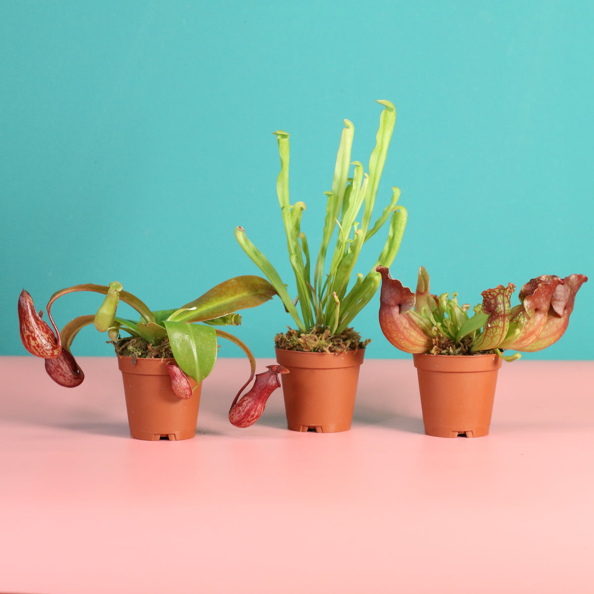 Carnivorous Plant Bundle