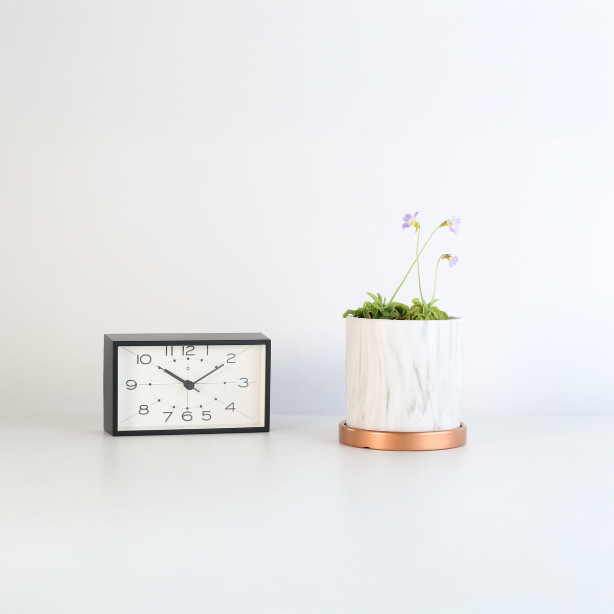 Pinguicula Butterwort in Daphne Ceramic 4.5" Planter next to clock.