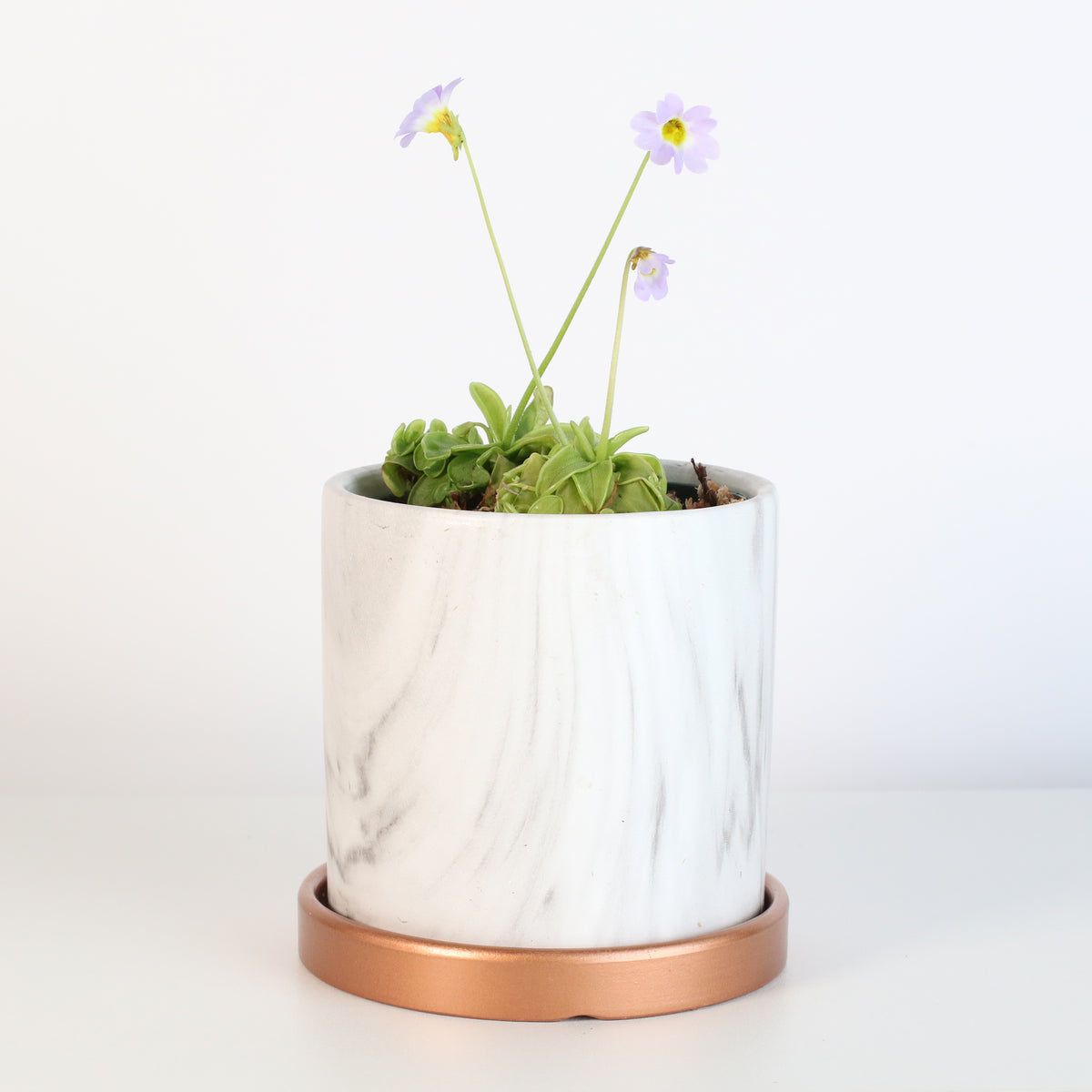 Pinguicula Butterwort in Daphne Ceramic 4.5" Planter.