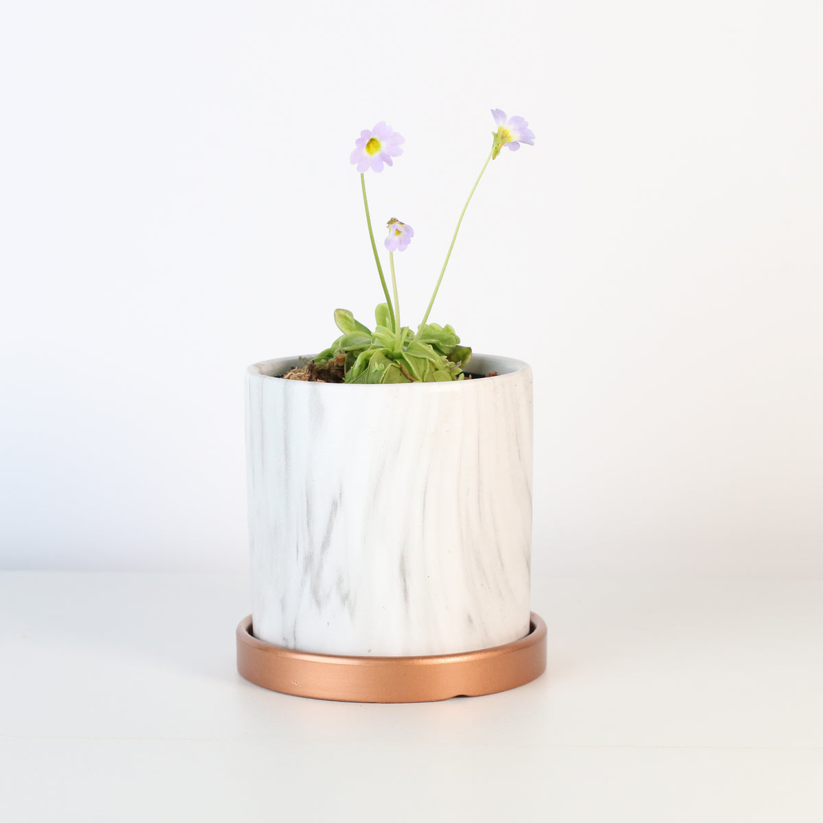 Pinguicula Butterwort in Daphne Ceramic 4.5" Planter.