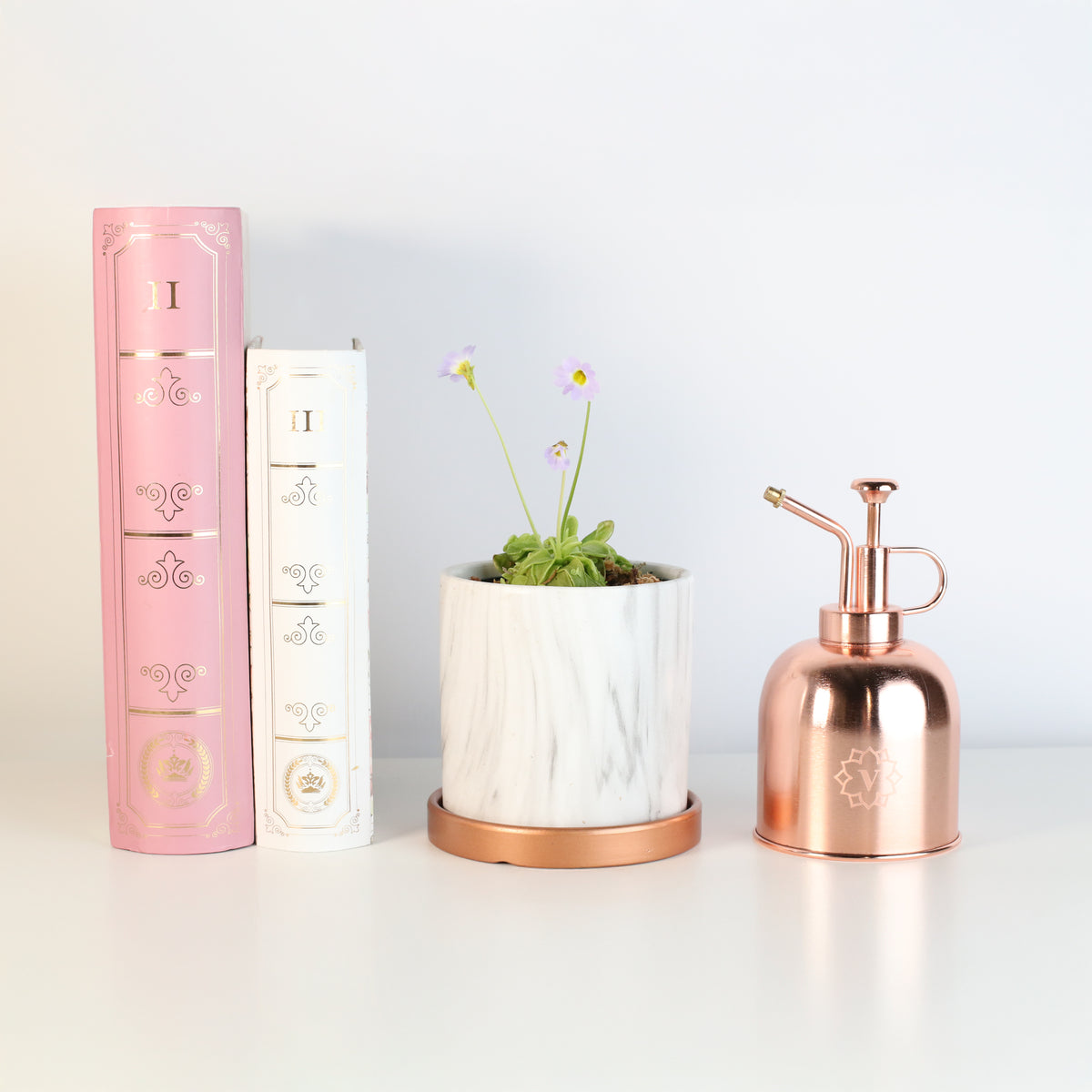 Pinguicula Butterwort