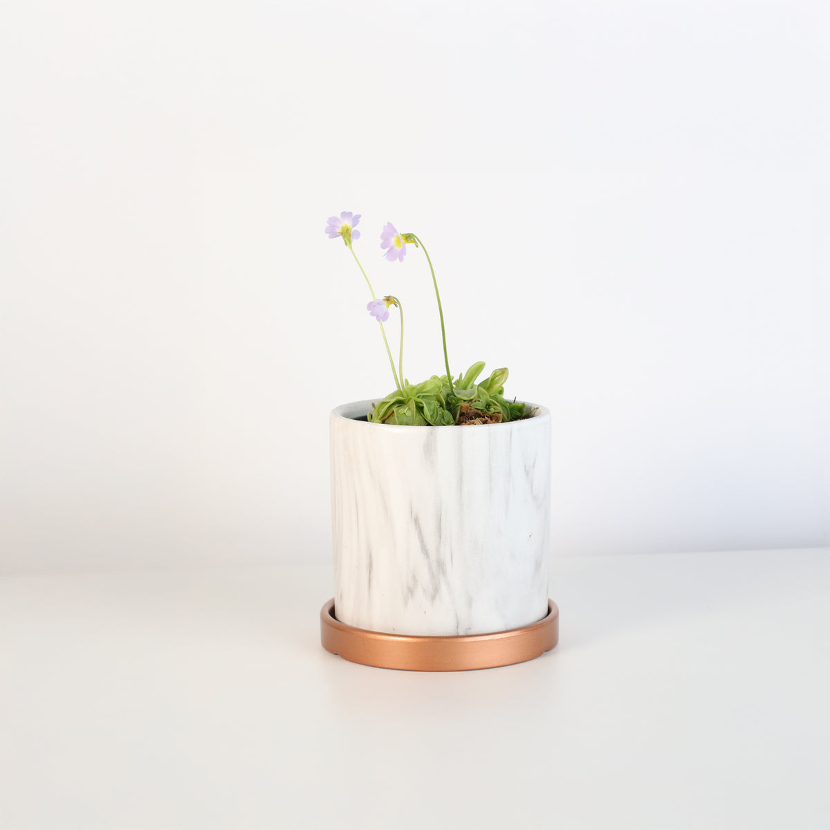 Pinguicula Butterwort in Daphne Ceramic 4.5" Planter.