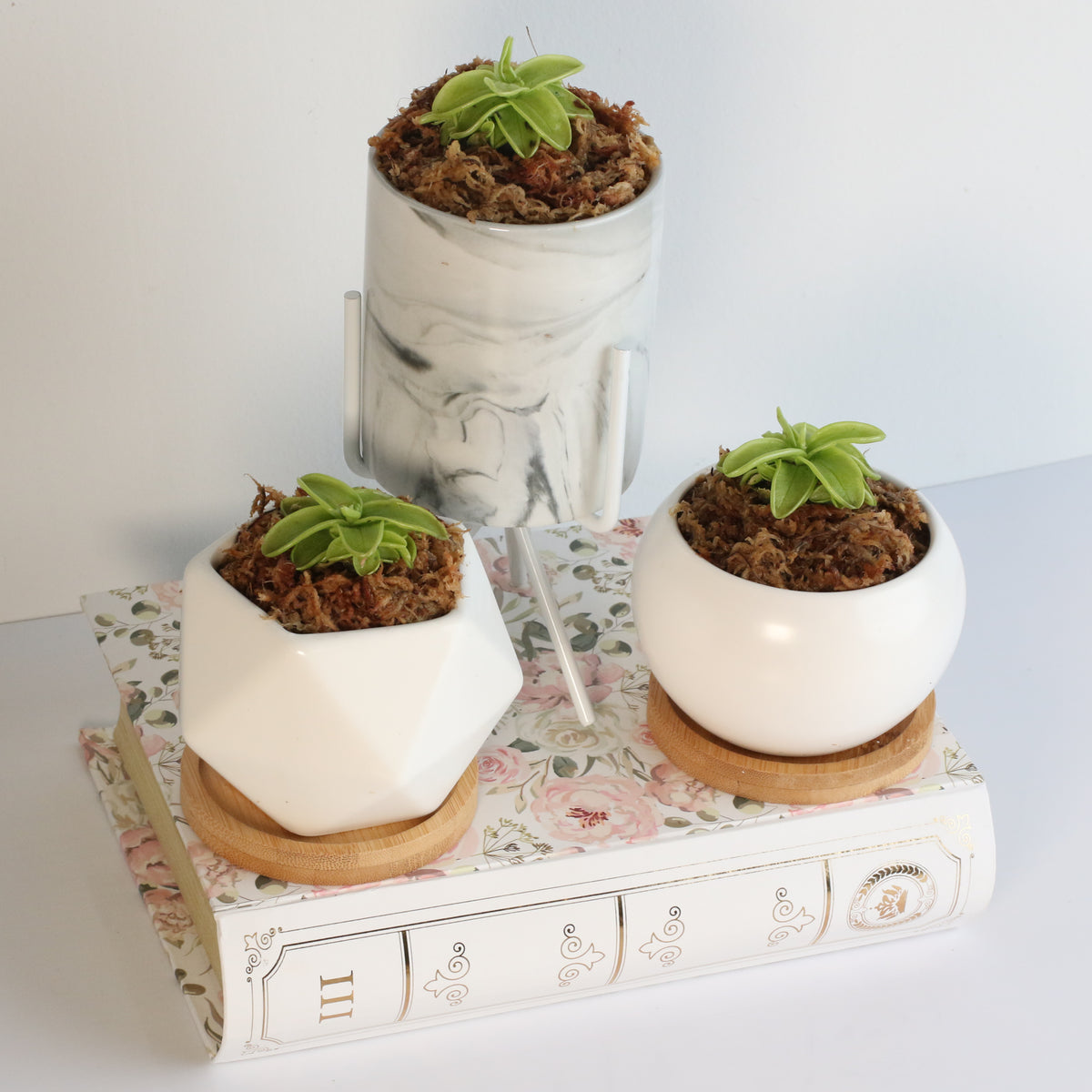 Pinguicula Butterwort