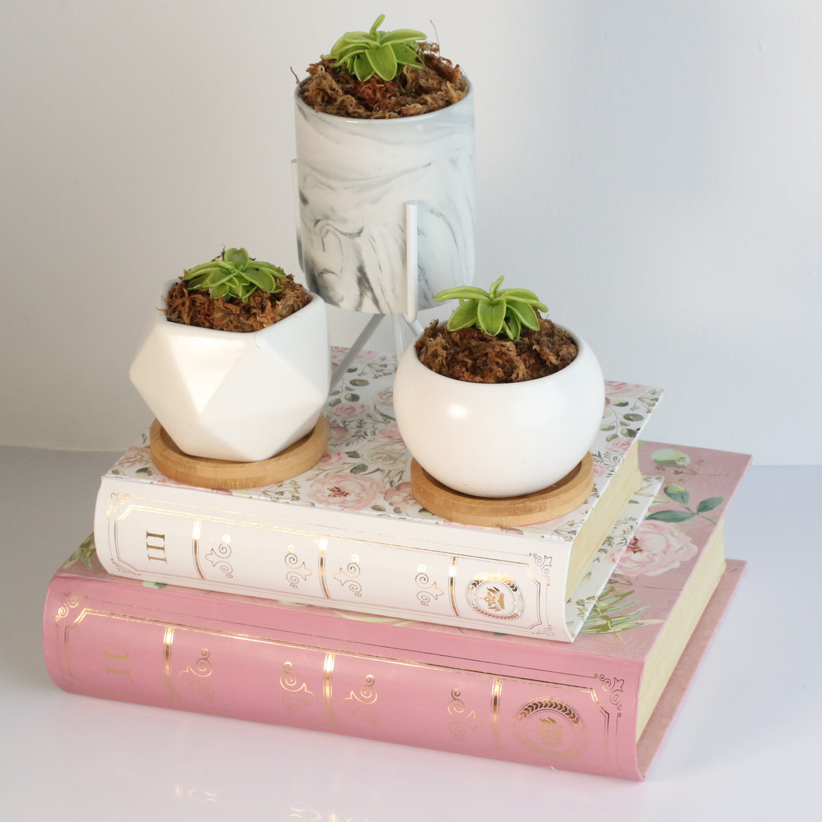 Pinguicula Butterwort