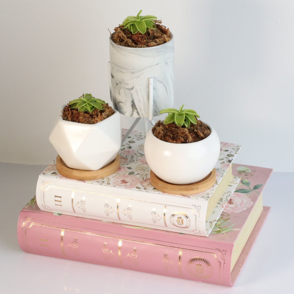 Pinguicula Butterwort