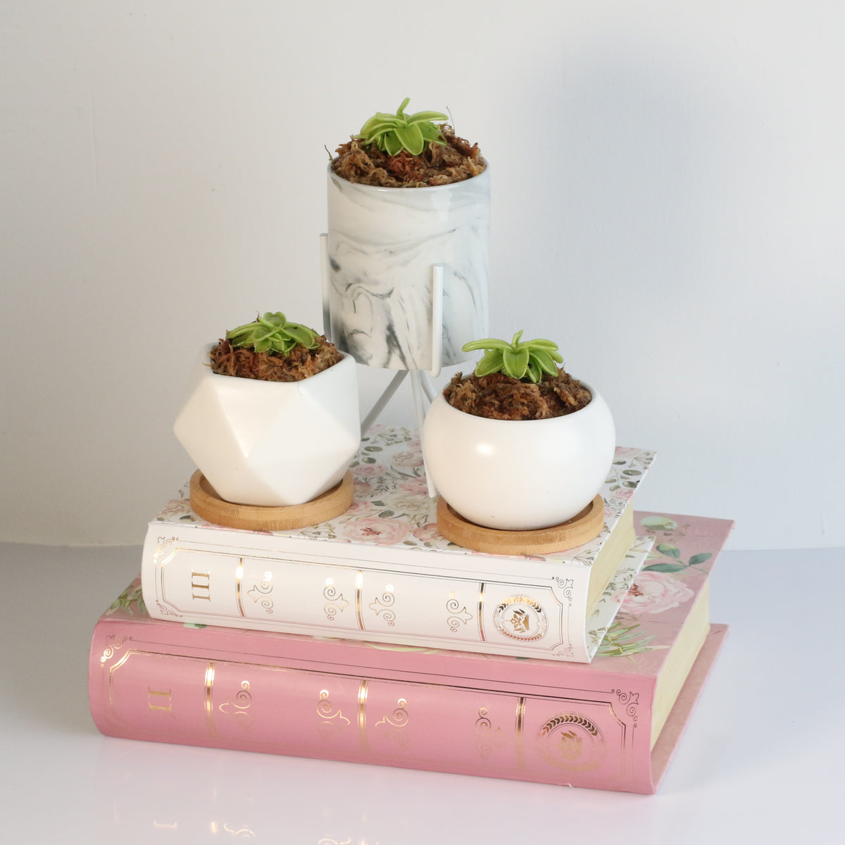 Pinguicula Butterwort