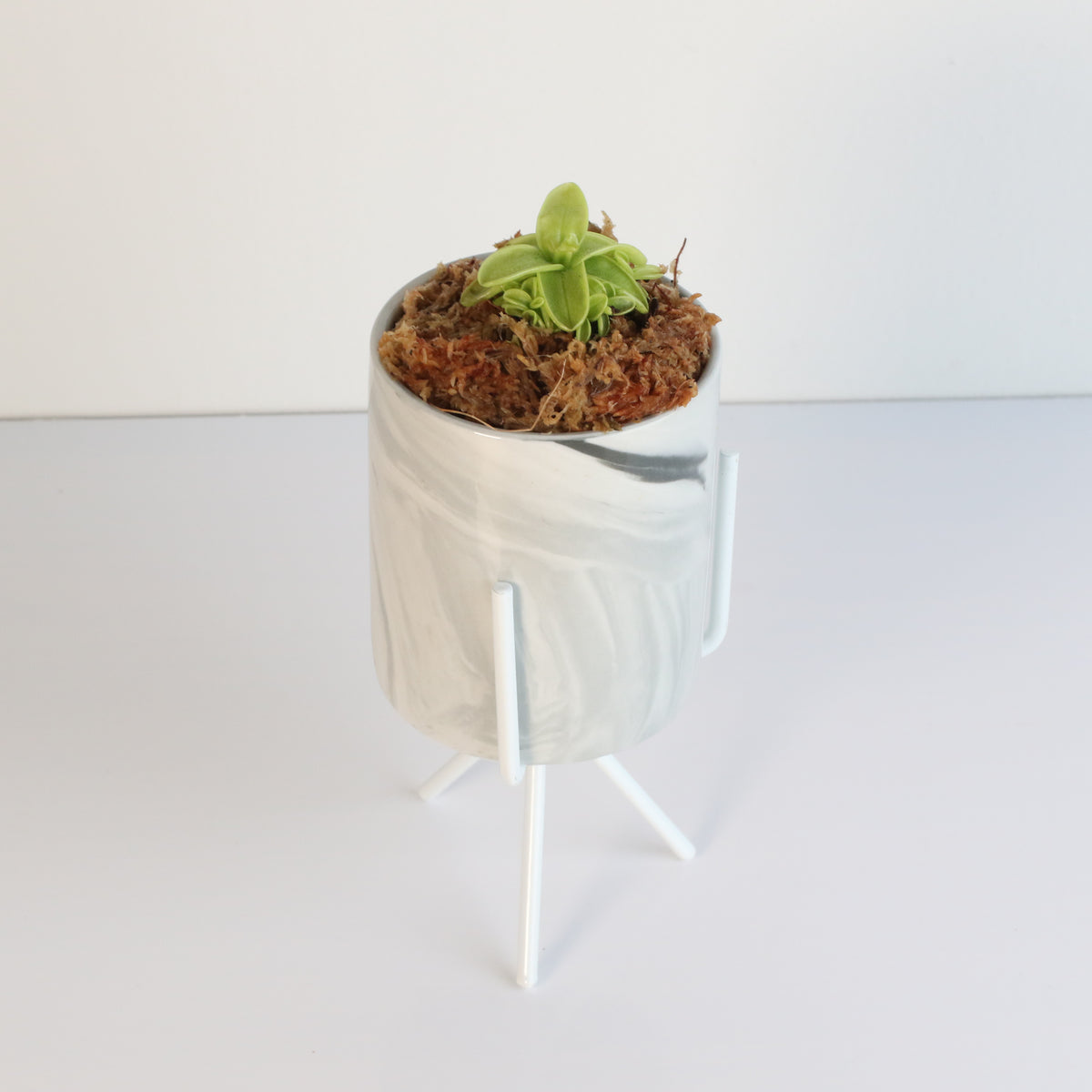 Pinguicula Butterwort