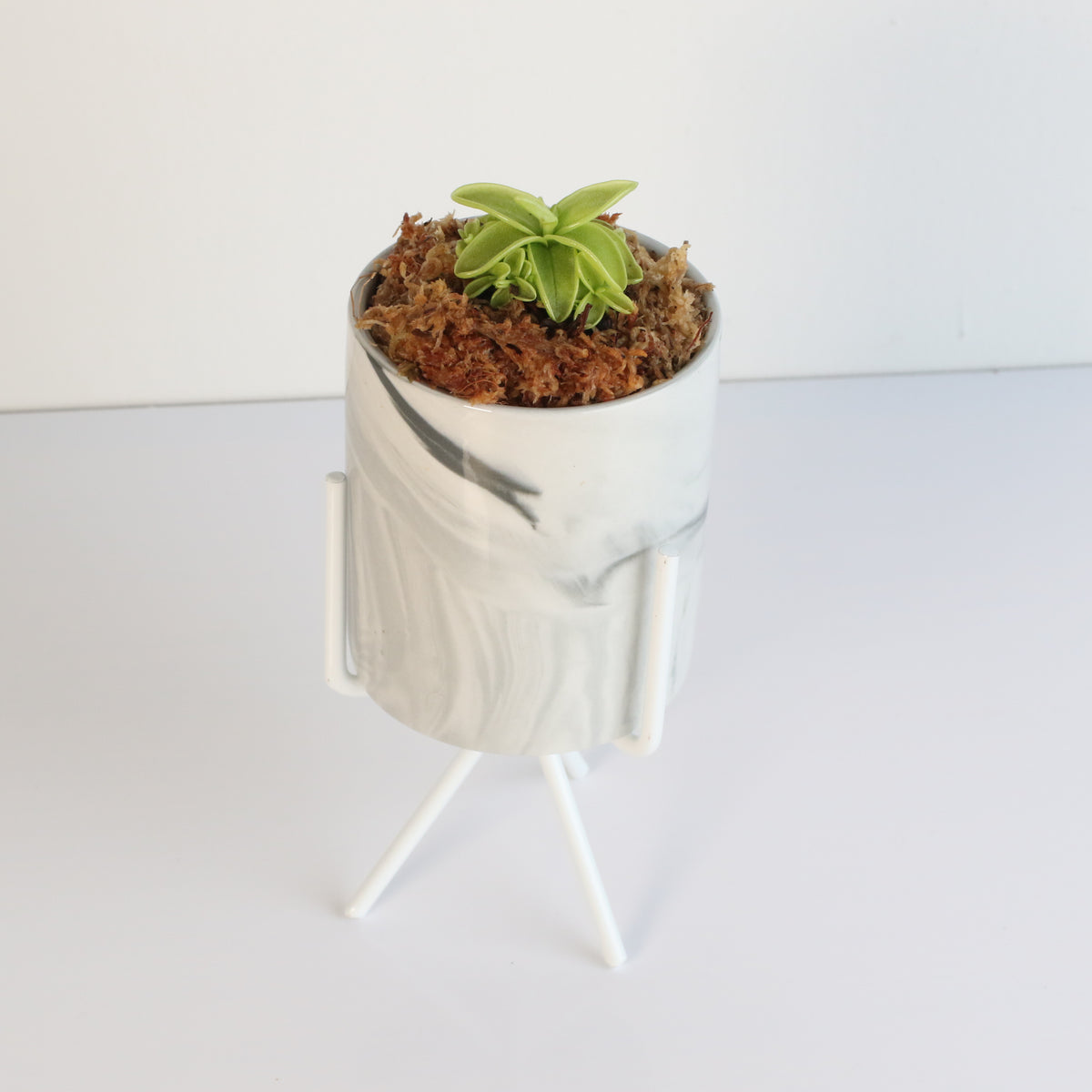 Pinguicula Butterwort