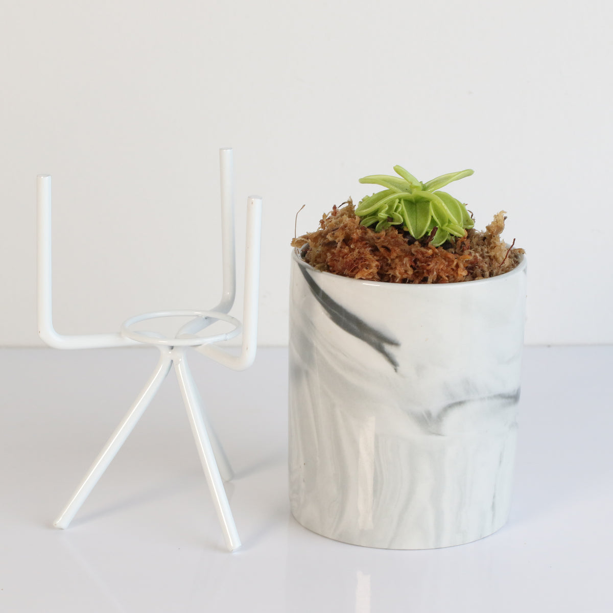 Pinguicula Butterwort