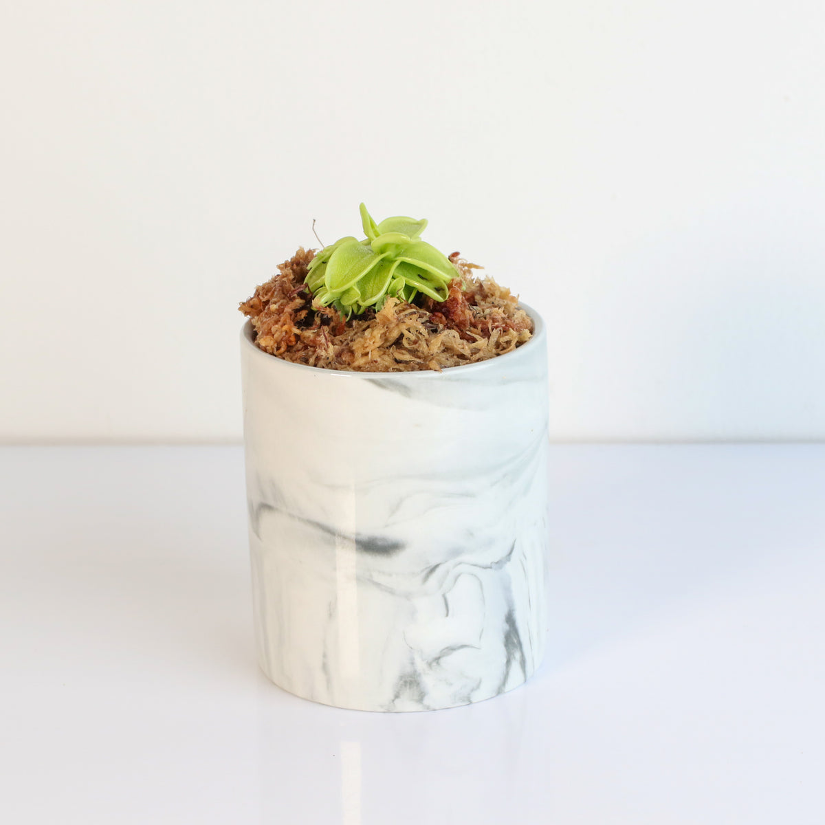 Pinguicula Butterwort