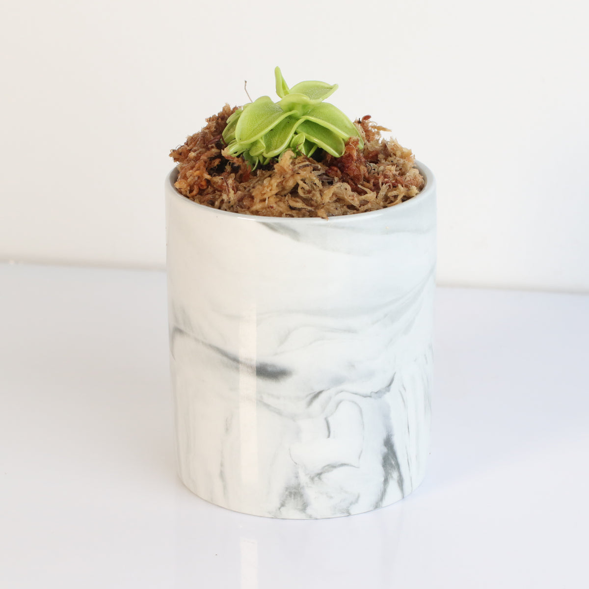 Pinguicula Butterwort