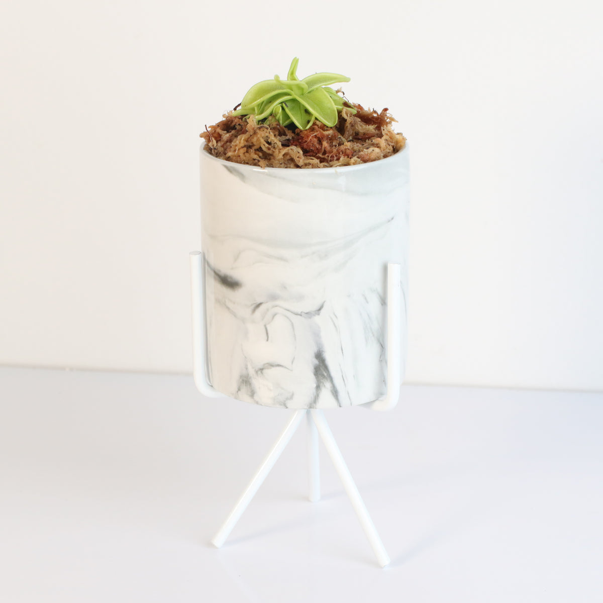 Pinguicula Butterwort