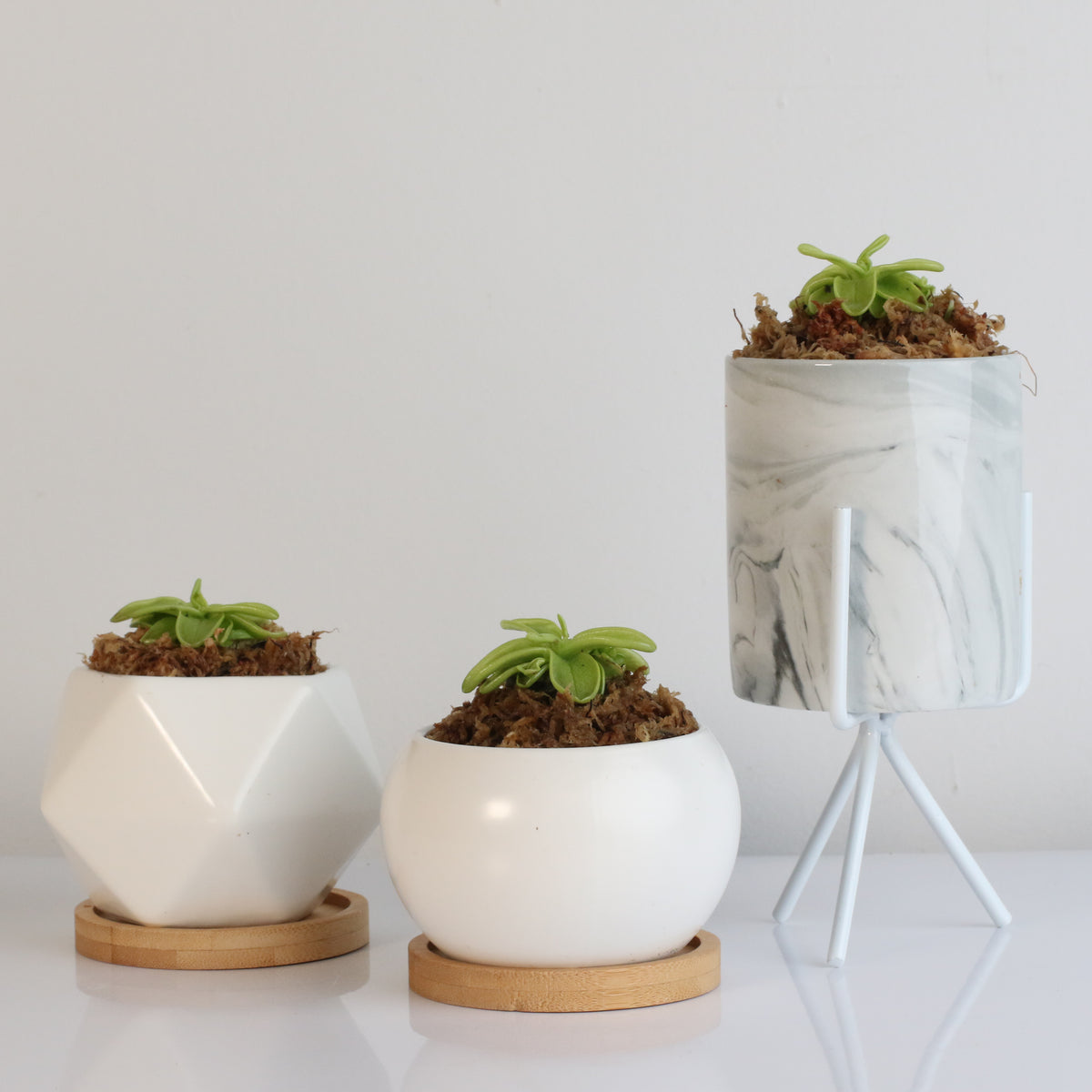 Pinguicula Butterwort